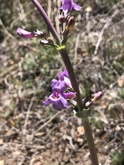 Penstemon fendleri