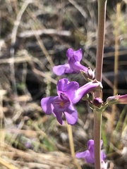 Penstemon fendleri
