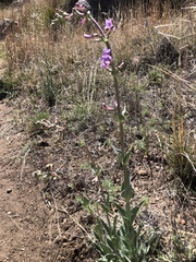 Penstemon fendleri