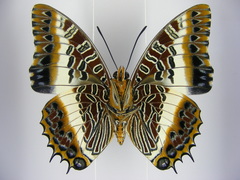 Charaxes brutus angustus