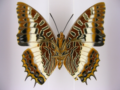 Charaxes brutus angustus