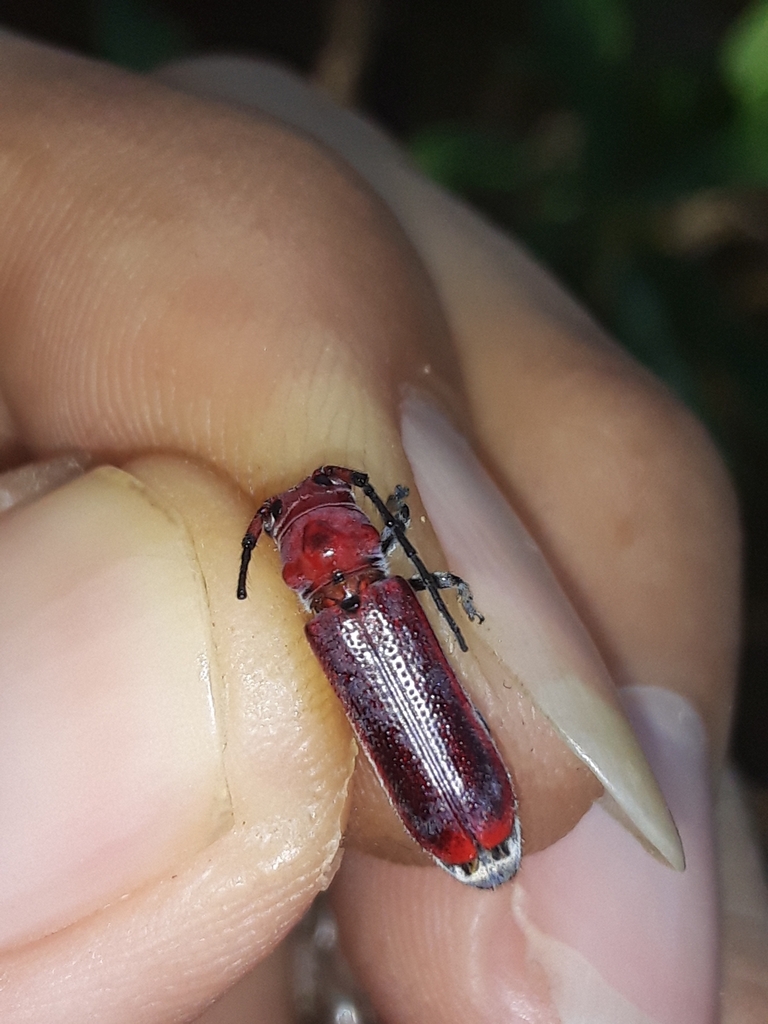 Phaea maccartyi