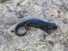Edough Ribbed Newt photo 2