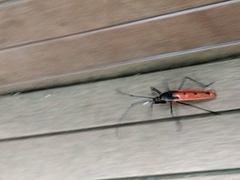 Macrocheraia grandis