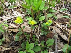 Chrysosplenium pilosum