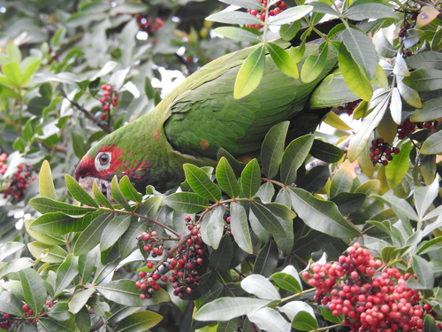 Aratinga mitrada (Psittacara mitratus)