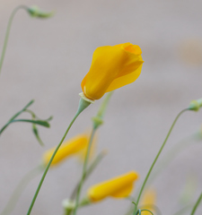 Eschscholzia papastillii