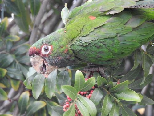 Foto de Mitred Parakeet