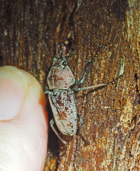 Cacostomus squamosus