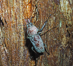 Cacostomus squamosus