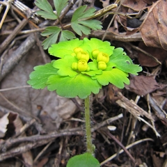 Chrysosplenium pilosum