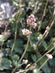 Heuchera soltisii