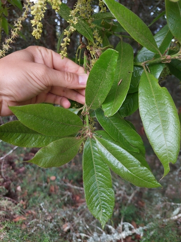 Image of Quercus humboldtii by (c) Daniel Mesa, some rights reserved (CC BY)