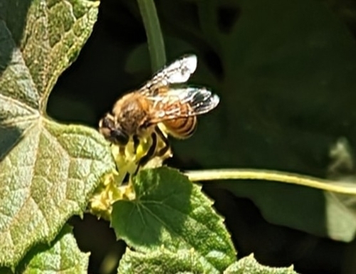 West African Honey Bee