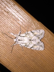 Egira crucialis