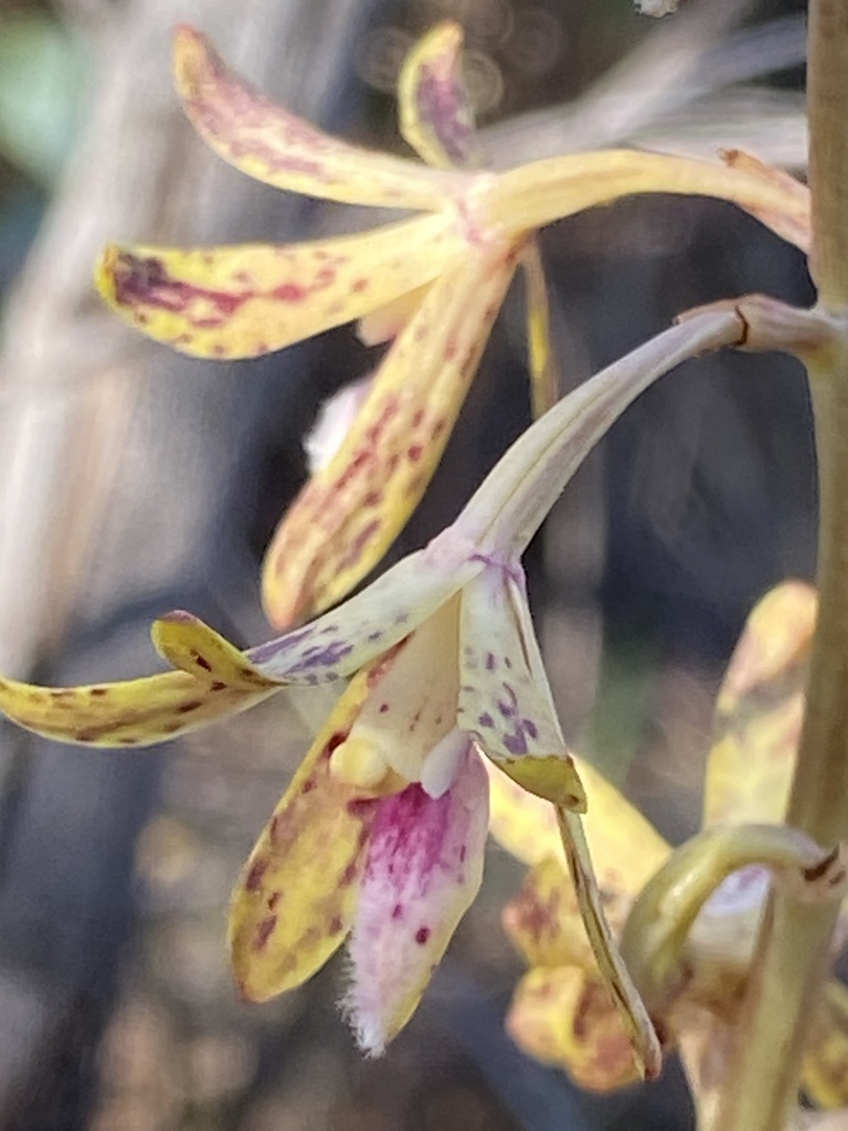 Dipodium interaneum