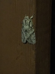 Egira crucialis