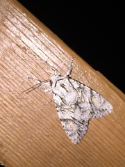 Egira crucialis