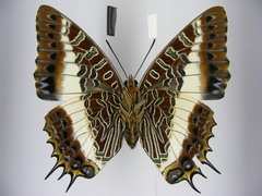 Charaxes brutus angustus