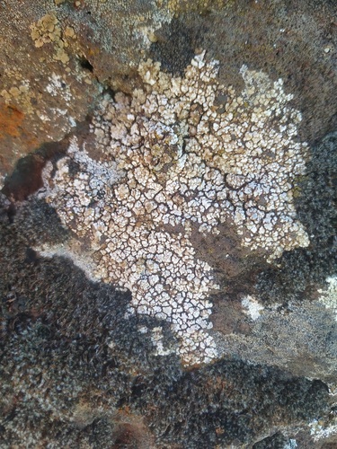 Representative image of Acarospora umbilicata