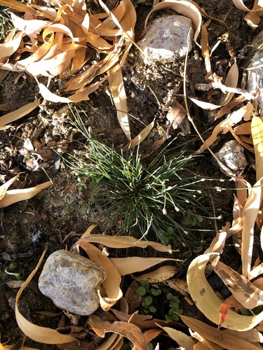 Eleocharis geniculata iNat (3)