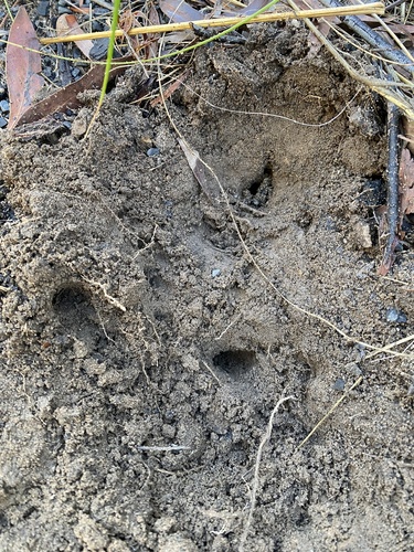 Echidna (Tachyglossidae)