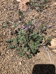 Phacelia coerulea