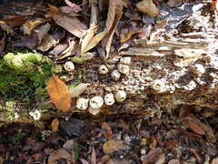 Apioperdon pyriforme image