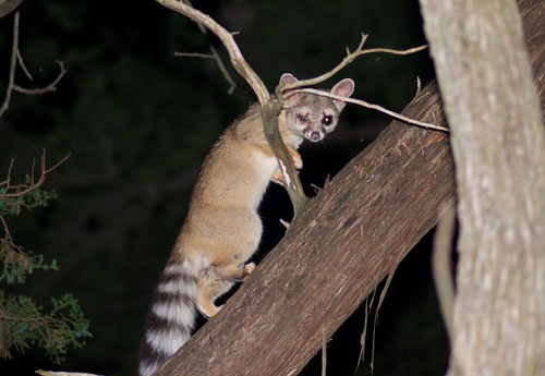 Ringtail