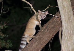 Ringtail photo 3