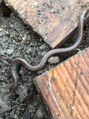 Batrachoseps gregarius