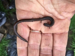 Batrachoseps gregarius