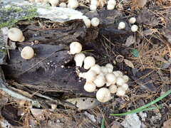 Apioperdon pyriforme image