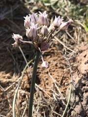 Allium macropetalum