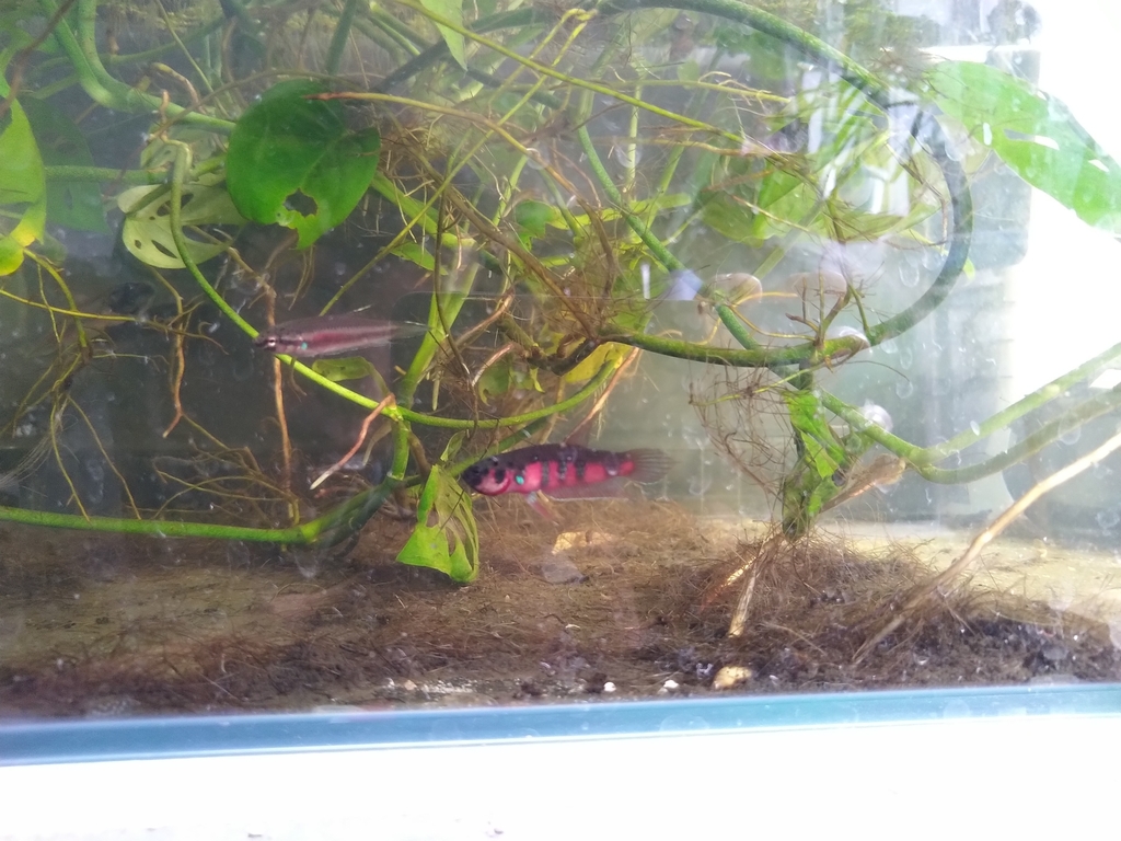 Betta rouge de Sumatra (Betta rubra)