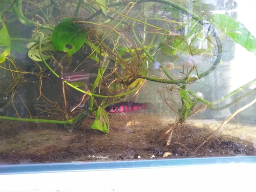 Betta rubra