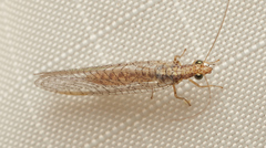 Eremochrysa punctinervis