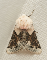 Triocnemis saporis