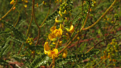 Adesmia boronioides, photograph Ariadna Tripaldi, CC BY, iNaturalist via GBIF