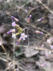 Boechera porphyrea