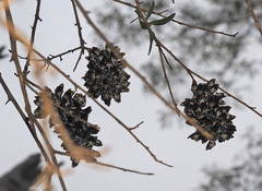 Megachile lucidiventris