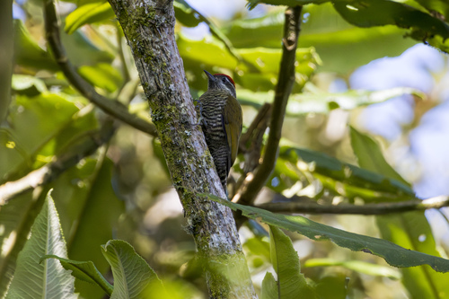 Bar-bellied Woodpecker (Veniliornis nigriceps), photo 4