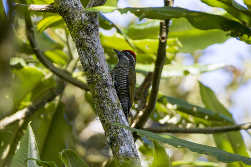 Bar-bellied Woodpecker (Veniliornis nigriceps), photo 3