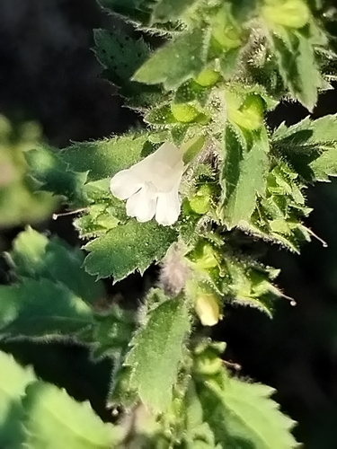 Image of Capraria Frutescens (Capraria frutescens) by no rights reserved