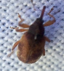 Anthonomus pedicularius