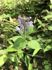 Scutellaria indica