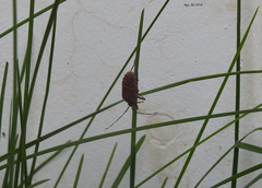 Urochela quadrinotata