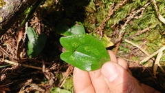 Asarum crassisepalum