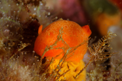 Gargamella rosi