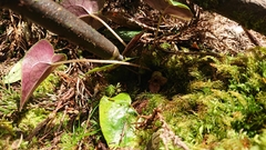 Asarum crassisepalum